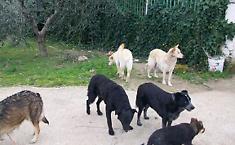 Gara per i randagi a Sciacca va deserta: lotti scoperti e canili al collasso