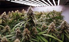 Serra di marijuana indoor a due passi dal mare: denunciato ventenne agrigentino