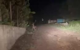 E ora a San Giacomo (Ragusa) spuntano anche cervi e cerbiatti