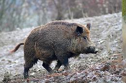 Caccia di frodo ai cinghiali sul Monte Pellegrino, denunciati due bracconieri