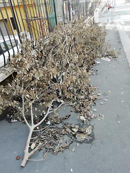 Catania, Viale Fleming: erbacce tagliate e abbandonate per strada