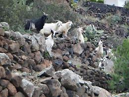 Alicudi invasa dalle capre selvatiche