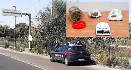 Il cane "King" fiuta la marijuana in mezzo a frutta e verdura: un arresto