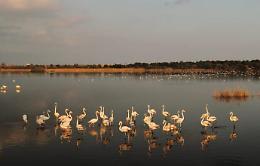 Con un drone nella riserva dove nidificano i fenicotteri