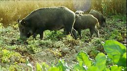 Cinghiali, daini e ghiri invadono i centri abitati deserti: allarme dalle Madonie ai Nebrodi