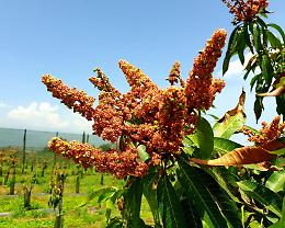 Giornata della Terra, sull'Etna già fioriti mango, passion fruit e avocado