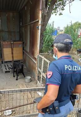 Catania, cani con catene e senza microchip in discarica a Zia Lisa
