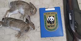 Sparavano ai conigli nonostante divieto: due denunce nel Nisseno