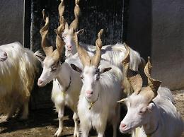 Capre sulla Palermo-Sciacca, caos e lunghe code