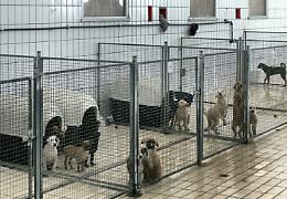 Da Palermo a Firenze: dieci cani abbandonati andranno in adozione