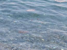 Marina di Cottone: mare pieno di liquami