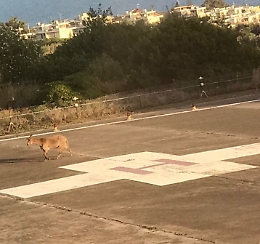 Che ci fa una capra sulla pista dell'eliporto del "Cannizzaro"?