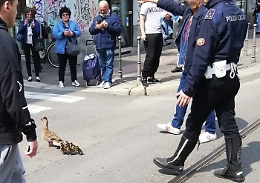 A Milano mamma anatra e anatroccoli "scortati" dalla polizia