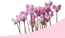 Lotta alla Sclerodermia, un ciclamino per far fiorire la ricerca