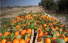 Mafia e arance: assalto ai beni del clan Nardo, sigilli a due ditte a Lentini