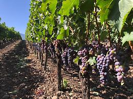 Enologia, un oro e due argenti a Londra per tre vini Al-Cantàra