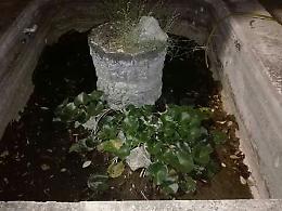 Aci Castello, centinaia di pesci lasciati morire nella fontana di Villa Fortuna