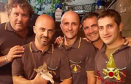 Gattino intrappolato nel tubo di una grondaia: liberato dai vigili del fuoco