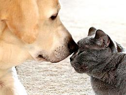 In vacanza con cani e gatti? La destinazione la scelgono loro: il 76% dei proprietari porter&agrave; il proprio pet con s&eacute;