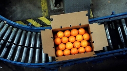 Raggiunto l'accordo con la Cina per esportare gli agrumi siciliani