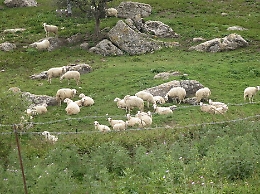 Gela, imprenditore agricolo "stalkerizzato" con le pecore: pastore a processo