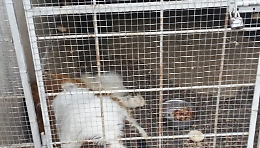 Calatabiano, teneva 43 cani e due cavalli in condizioni raccapriccianti