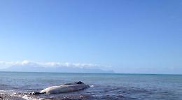 Carcassa di capodoglio trovata lungo la spiaggia a Gela