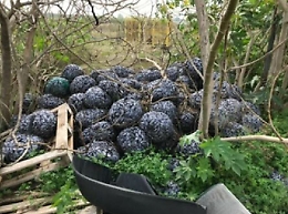 Catania, che ci fanno 2 tonnellate di cozze alla zona industriale?