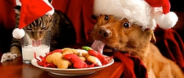 Abbuffate di Natale, anche cani e gatti a rischio "chili di troppo"