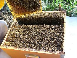Debellato in Sicilia l'insetto killer che rendeva invendibile il miele