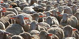 Portopalo,  sequestrati 106 ovini senza il marchio auricolare