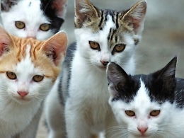 Licata avr&agrave; la sua colonia felina riconosciuta