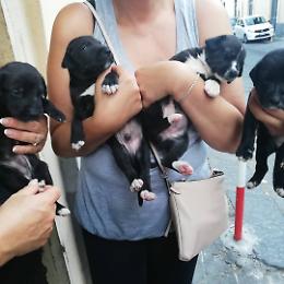 Catania, Librino: Trovati vicino un cassonetto quattro cuccioli di cane
