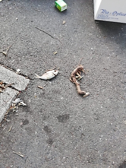 Il degrado più totale delle vie di Catania