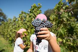 Forbici e cassette al posto dei videogiochi, arriva la vendemmia con i bambini