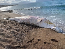 Altro capodoglio morto spiaggiato lungo costa di Palermo