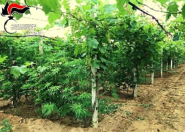 Viticoltore di Mazzarrone produceva anche vino d'annata "stupefacente"