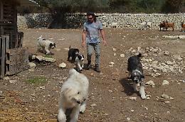 Il falegname-allevatore di Frigintini
che ha recuperato lo Spino degli Iblei