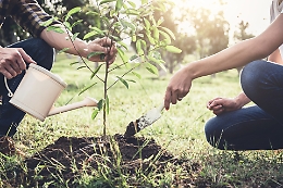 Democrazia partecipata, i catanesi scelgono il progetto per piantare 2000 nuovi alberi