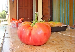 A San Cataldo nell&rsquo;orto dei &ldquo;giganti&rdquo; tra zucche e pomodori da Guinness dei primati