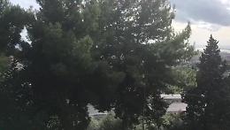 Catania: alberi a rischio caduta su V.le Mediterraneo
