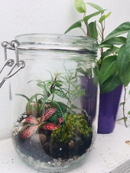 Terrario mania,  un minigiardino sottovetro che non ha bisogno d'acqua