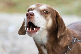 Adrano: infastidita dall'abbaiare di un cane, aggredisce due sorelle