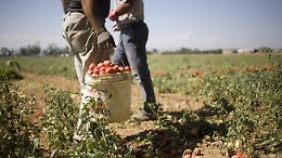 Sostegni, approvato il bonus braccianti: in Sicilia ne beneficeranno in 143 mila