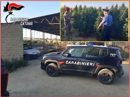 Vendita al dettaglio di marijuana in azienda zootecnica a Grammichele: un arresto e una denuncia