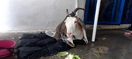 In "mini ospedale" a Filicudi in cura tartarughe, delfini e anche una capretta