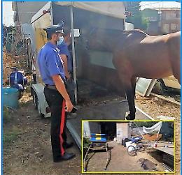 Purosangue inglese in stalla a Misterbianco senza dovute certificazioni