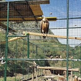 Grifone tornerà a volare nel parco delle Madonie: nuova voliera a Isnello