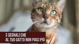 Il tuo gatto ama la tua compagnia? Ecco come scoprirlo