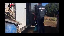 Macellazione abusiva e formaggi fuorilegge, i Nas di Catania sequestrano allevamento nell'Acese